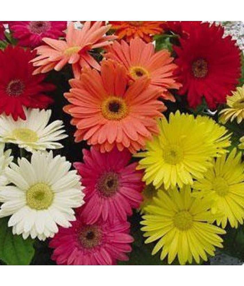 All Season 50 Seeds Pack Of Daisy Gerbera Mix Flower Seeds + Instruction Manual