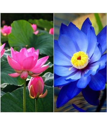 Flower Seeds : Lotus Flower Mix Color Seeds For Garden (15 Seeds)- Garden Flower Seeds Pack