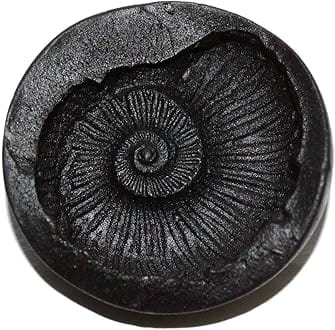 REAL SEED Sacred Adwaitya Laxmi Surya Sudarshan Shaligram Stone (3 cm)