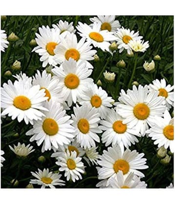 siya daisy flowers hybrid seeds