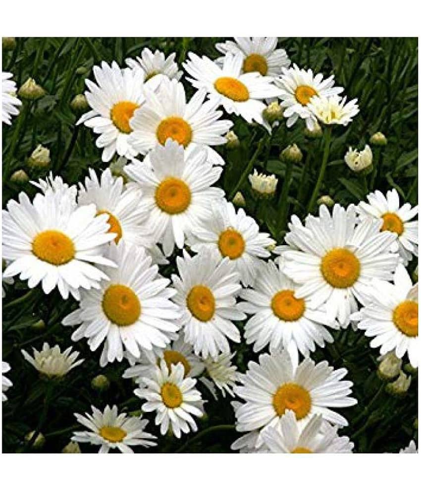 siya daisy flowers hybrid seeds