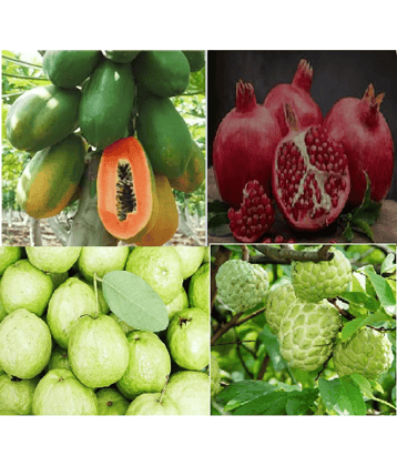 CLASSIC GREEN EARTH - Pomegranate Fruit ( 100 Seeds )