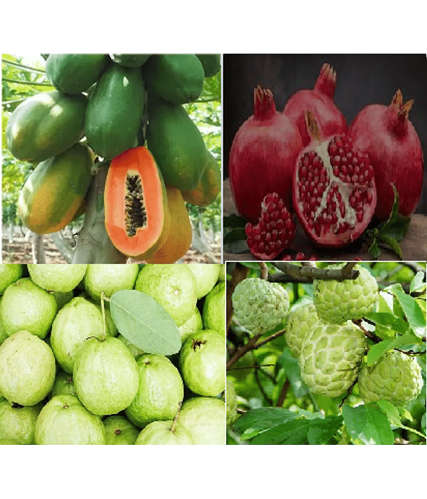 CLASSIC GREEN EARTH - Pomegranate Fruit ( 100 Seeds )