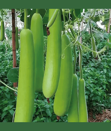 Jignisha Seeds Bottle Gourd Vegetable ( 15 Seeds )