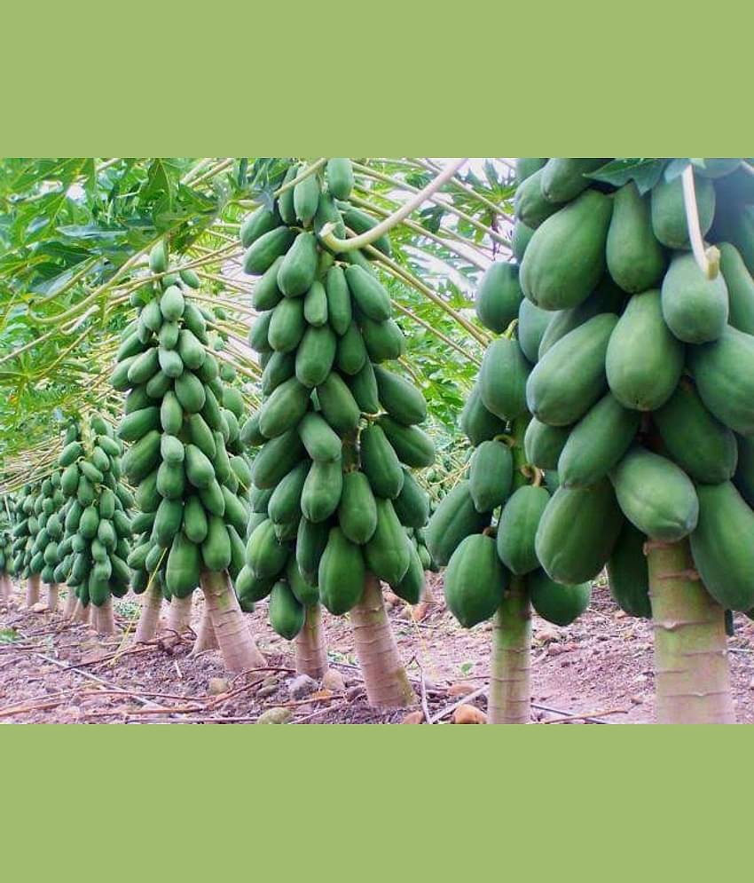 PAPAYA SEED - Honey Dew Papaya - organic seeds - (50 per packet) + Instruction Manual