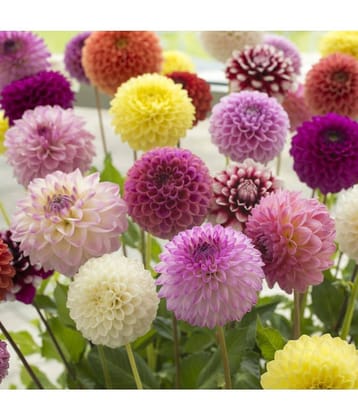 HN organic seed - Dahlia Mixed Flower ( 25 Seeds )