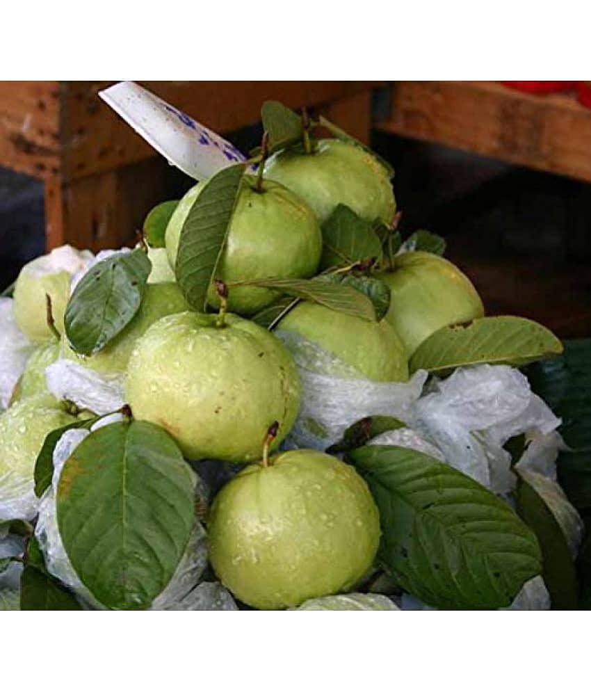 OhhSome Fruit Seeds : Kilogram Pera AKilogram GuavaB Fruit Plant Seeds ForGarden Fruit Seeds Kitchen Garden Pack