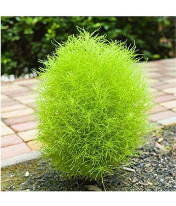 CLASSIC GREEN EARTH kochia green grass ball hybrid seeds for home gardening 30 seeds with growing cocopeat
