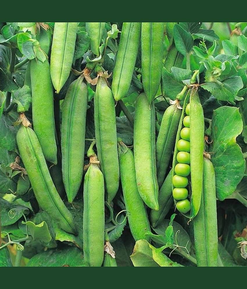 F1 Hybrid Peas Vegetable Seeds ( 50 Seeds)