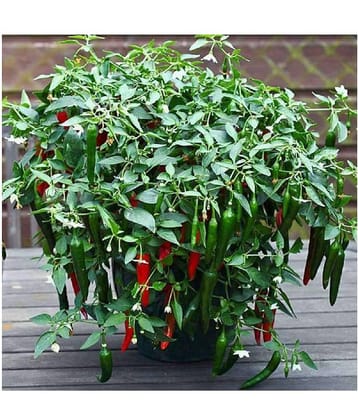 Thai Hot Pepper Seeds 50 Seeds Heirloom Chili Vegetable