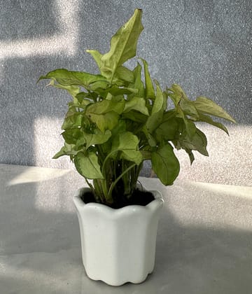 Syngonium Plant in white Mini Planter