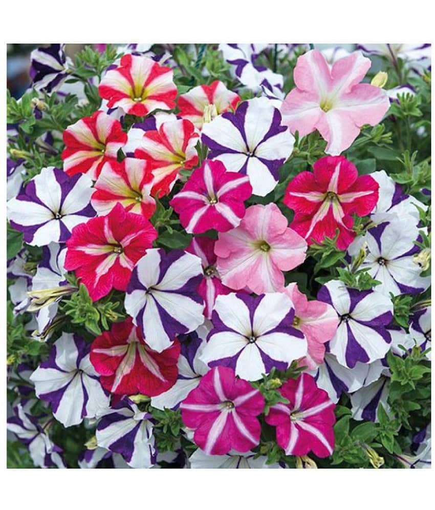 CLASSIC GREEN EARTH - Flower Seeds ( 50 )