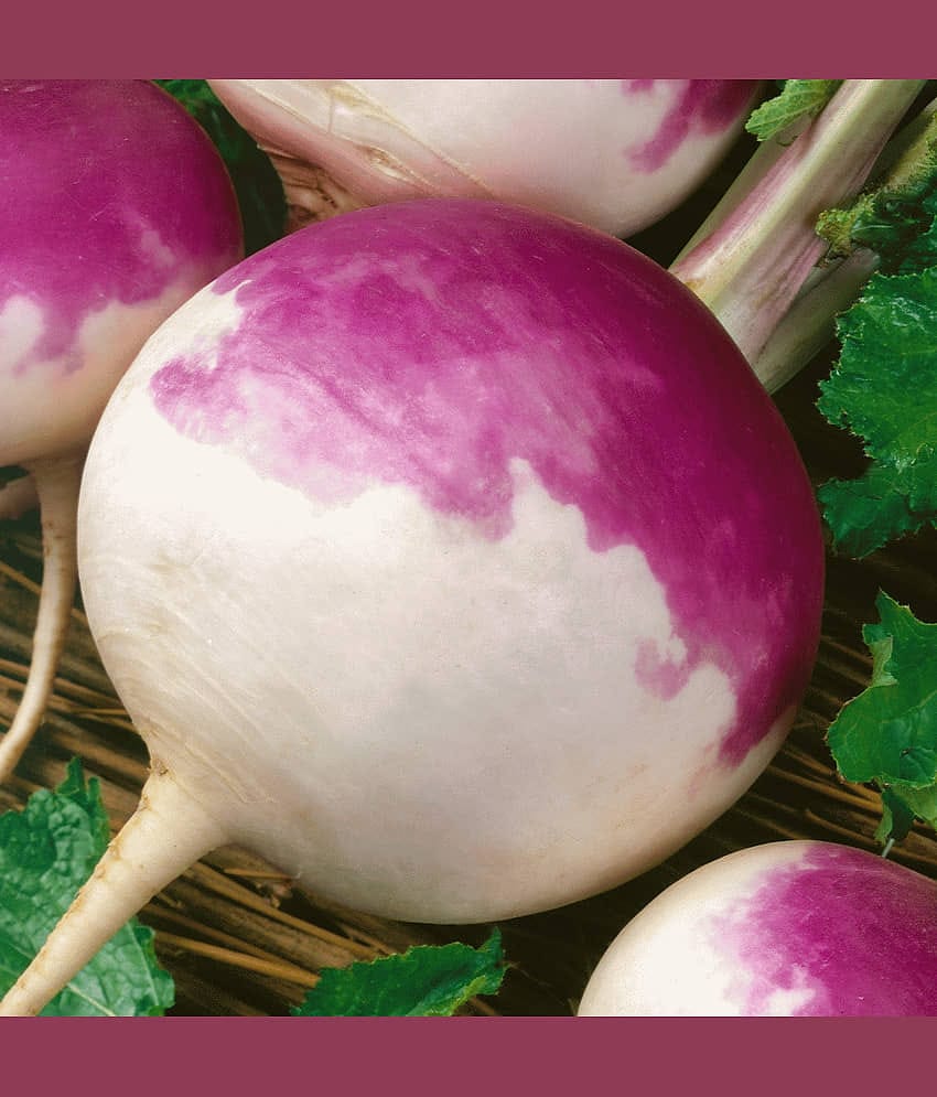 LiveNature Turnip White Purple Seeds | Shalgam Winter Vegetable Plant Seeds | Best For Home Garden & Terrace – 100 Seeds
