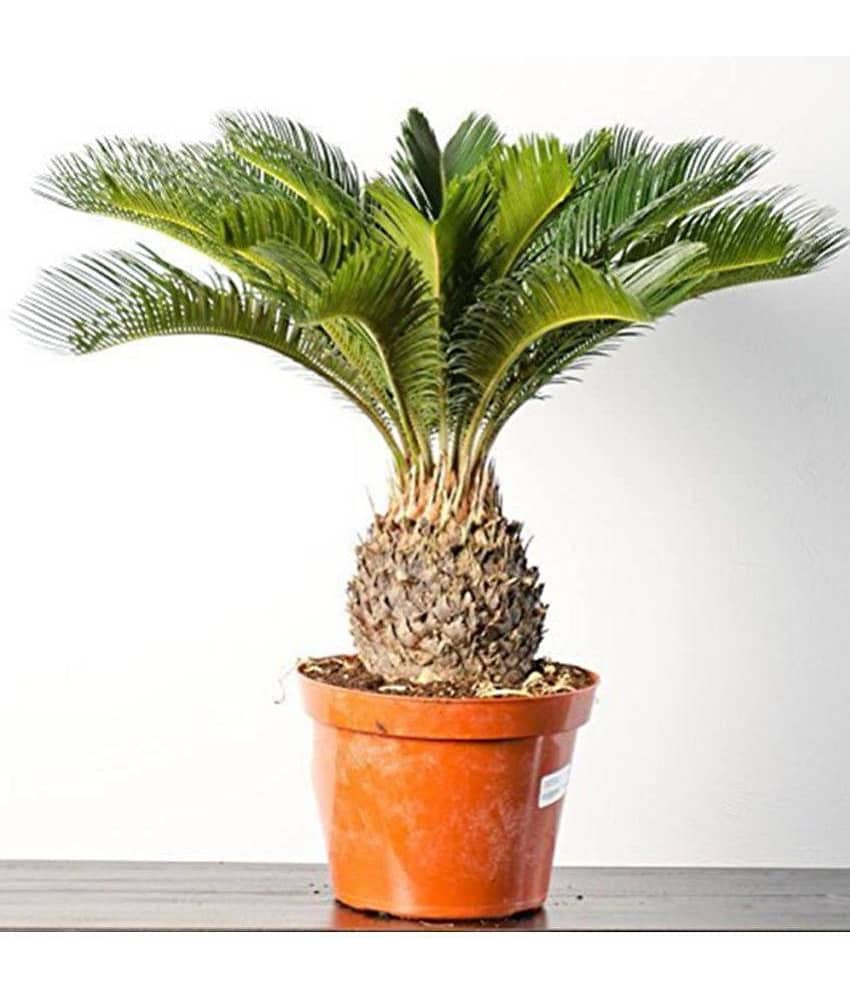 OhhSome Japanese Sago Palm Seeds Ornamental Seeds