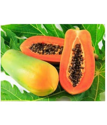 homeagro Papaya Red Lady Fruit-F1 Taiwan Hybrid Seeds Plant - 50 seed + Instruction Manual