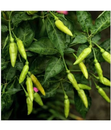 homeagro - Chilli Vegetable ( 50 Seeds )