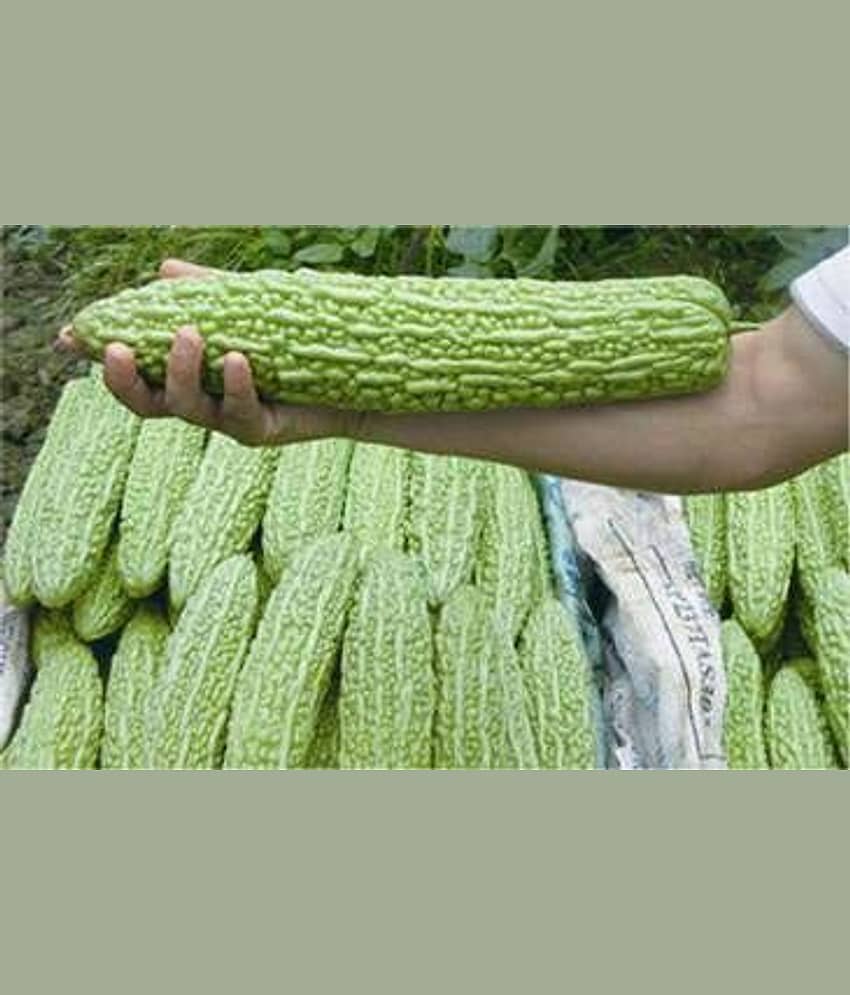 Chinese Big Bitter Gourd Vegetable Seeds 10 Pcs Packet
