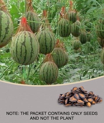 SWEET ORGANIC WATERMELON TARBUJ KALINGAR PLANT 20 SEEDS PACK WITH MANUAL