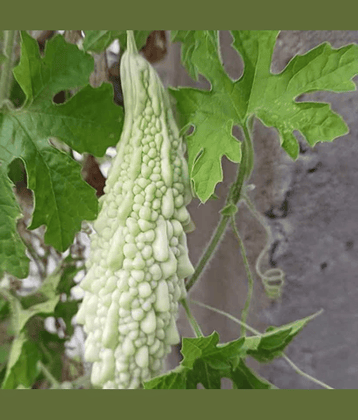 Jignisha Seeds White Karela Vegetable ( 15 Seeds )