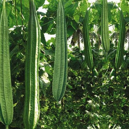 Ridge Gourd Vegetable Seeds For Home And Kitchen Gardening Seed Pack Of  30