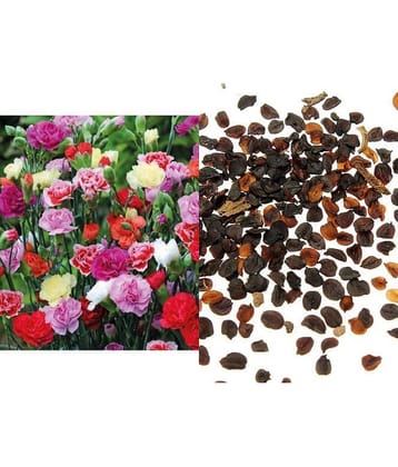 Carnation Flower Seeds Mix Colour Pack