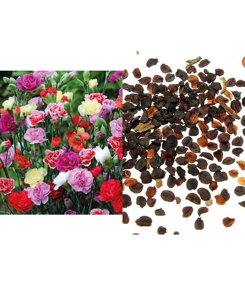 Carnation Flower Seeds Mix Colour Pack