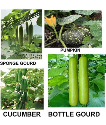 cucumber + sponge guard + bottle guard +pumpkin ( pack of 40 seeds) + with Instruction Manual