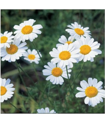 Chrysanthemum Opera White Mix German Breed 30+ Seeds