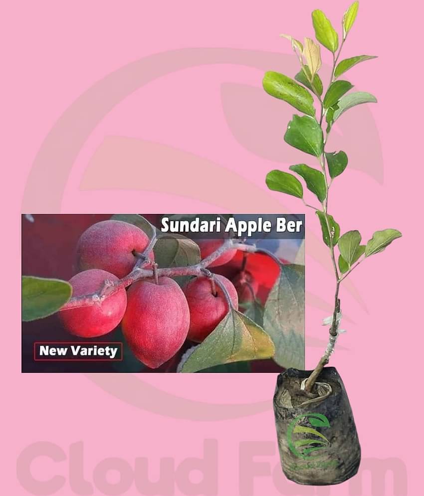 Cloud Farm Outdoor Fruit Plant ( Pack of 1 )