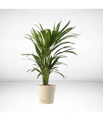 homeagro - Areca palm Plant ( 5 Seeds )