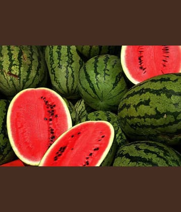 CLASSIC GREEN EARTH - Watermelon Fruit ( 15 Seeds )
