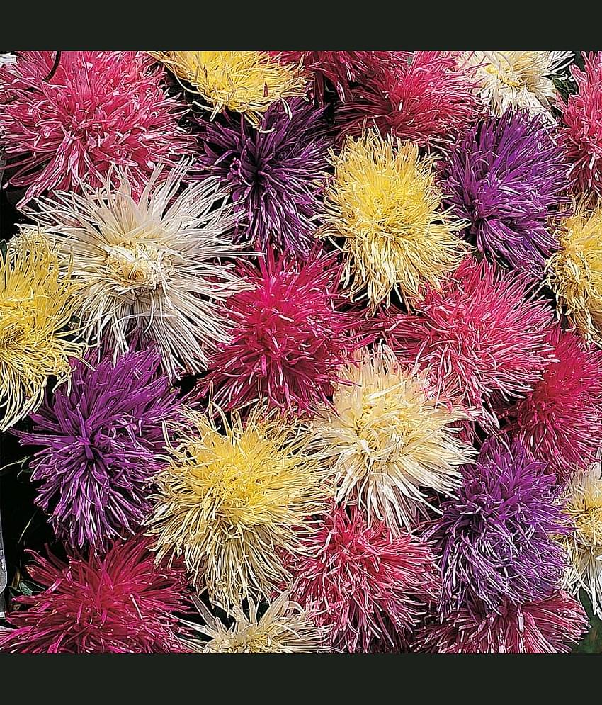 homeagro - Chrysanthemum Flower ( 50 Seeds )