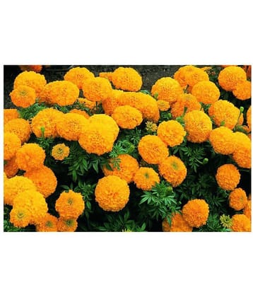Marigold (Summer) Flower Seed