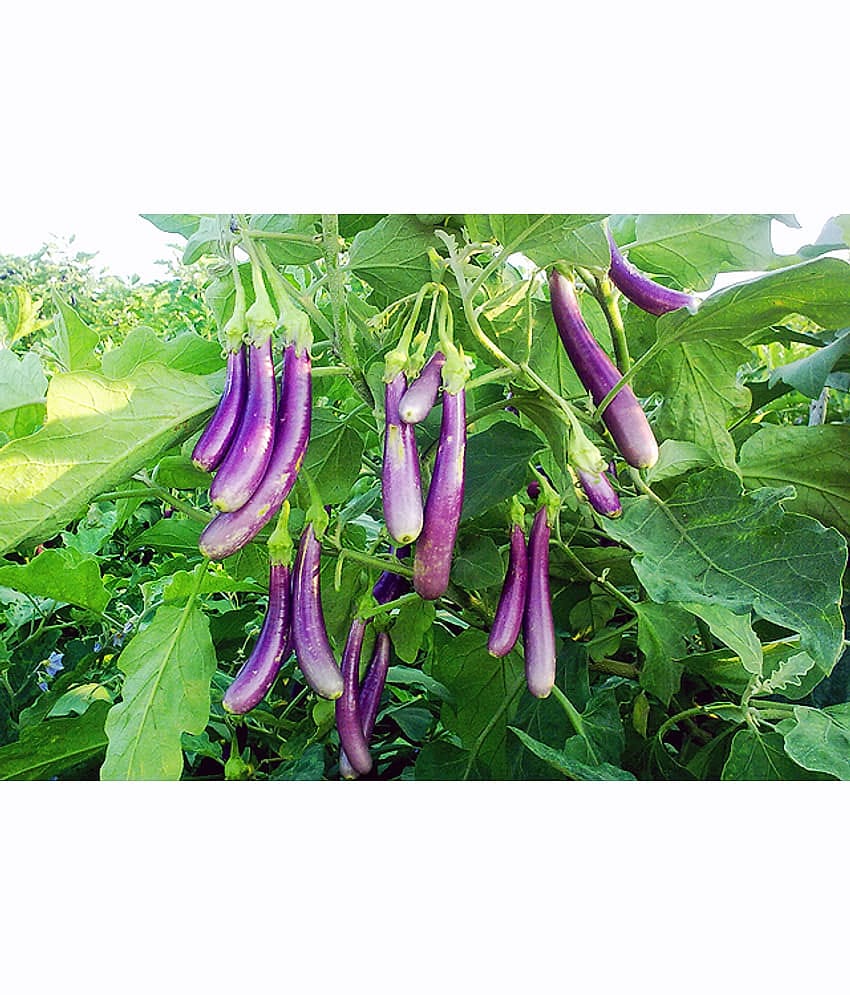 homeagro - Brinjal Vegetable ( 100 Seeds )