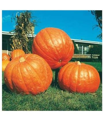 Easy Growing - BIG MAX PUMPKIN - ORGANIC - Best Quality hybrid SEEDS