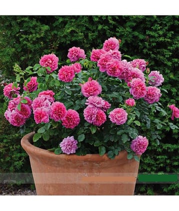 Princess Anne' Bonsai Dark Pink Double Rose with Fragrant Flower 20 Seeds