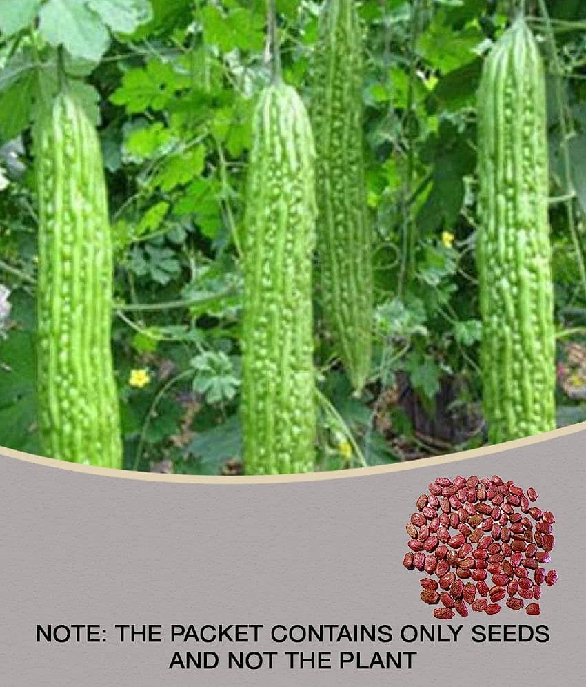 Recron 15 Seeds of High Yield Bitter Gourd Pali F1 Hybrid Green Long for Terrace Balcony Kitchen Poly House Gardening