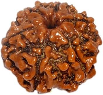 Real Seed Natural 6 Mukhi Rudraksha (6 Face Rudraksha) Lab Certified Rudraksha, Six Face Rudraksha