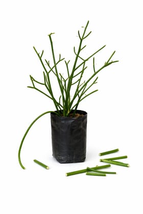 Pencil Cactus (Euphorbia Tirucalli) Live Plant – Low Maintenance Indoor Outdoor Succulent