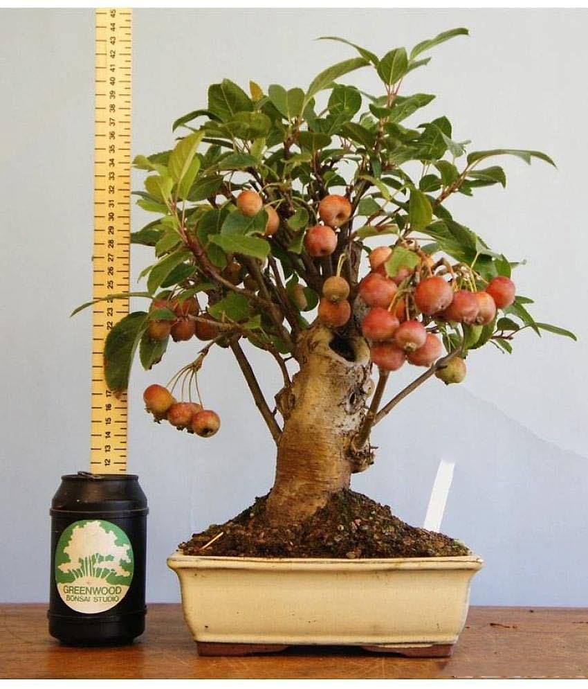 National Gardens Fuji Apple Bonsai Tree Seeds