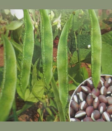 homeagro DOLICHOS DWARF 10 HYBRID VEGETABLE SEEDS