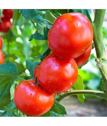 CLASSIC GREEN EARTH - Mixed Vegetable ( 500 Seeds )