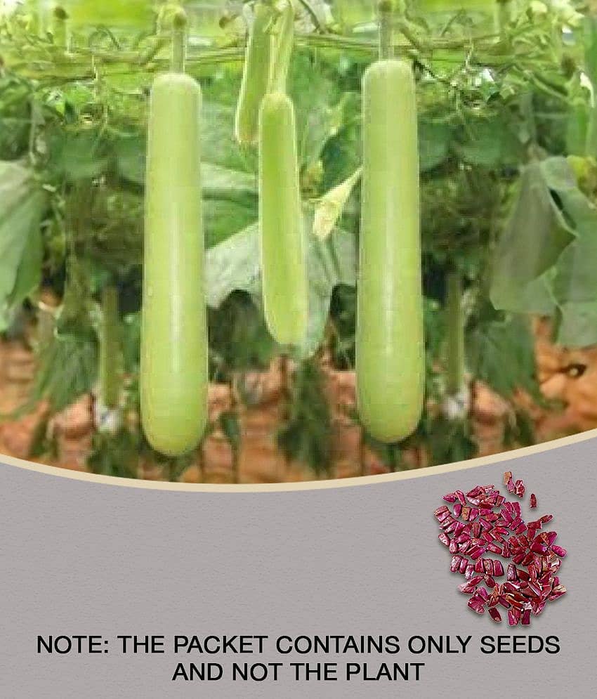 BOTTLE GOURD LONG ORGANIC F1 HYBRID SEEDS (LIVE GREEN)