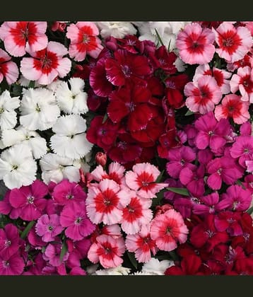 Dianthus mix color flower plant 50 seeds pack with cocopeat snd user manual