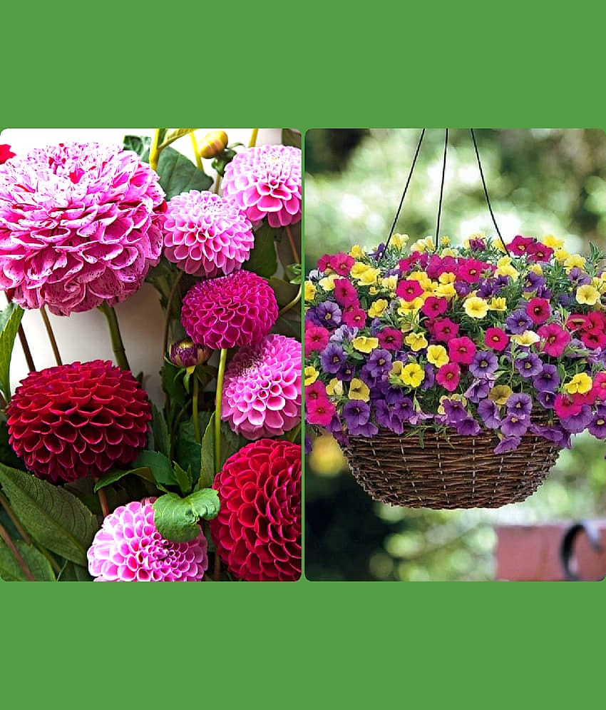 homeagro - Dahlia Mixed Flower ( 25 Seeds )