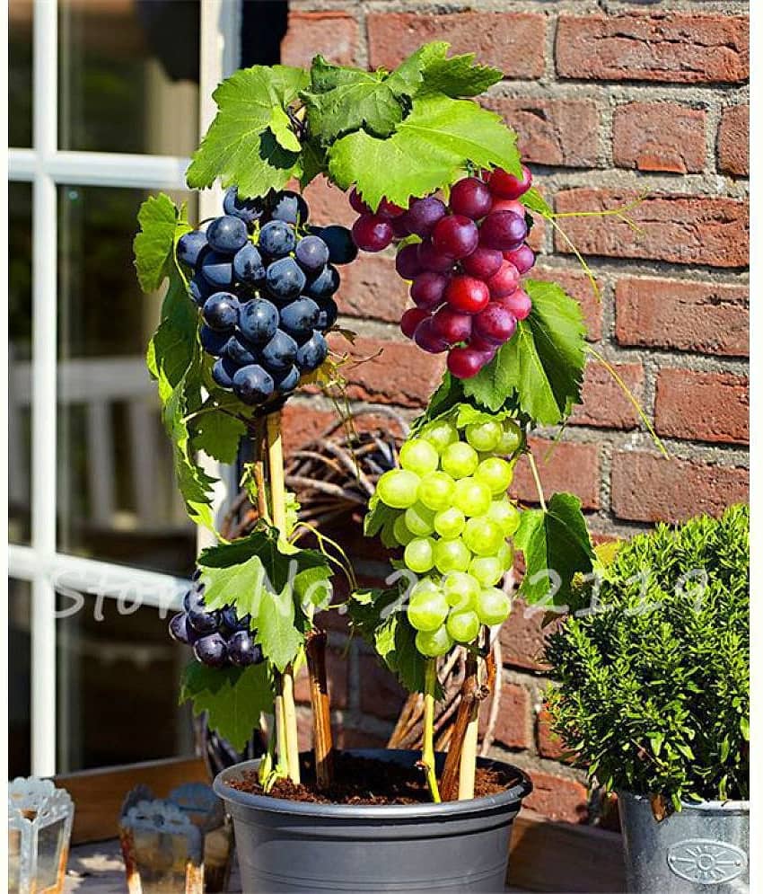OhhSome Seeds Of Fruits Black Grape Seeds Fruit Plant Seeds For Home Garden Kitchen Garden Bonsai Suitable Fruit Seeds Pack