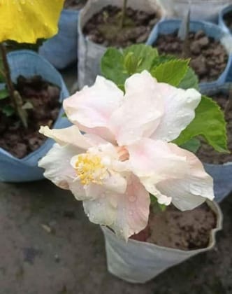 Austrelian Hibiscus Plant For Home Gardening