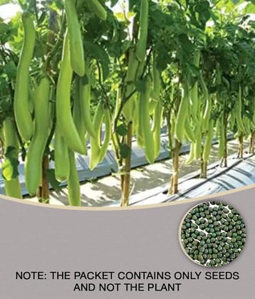 Recron Seeds - Brinjal Vegetable ( 50 Seeds )