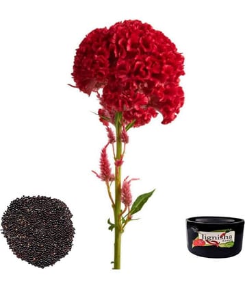 Celosia Cockscomb Red Color Flower Seeds Pack Of 30 | Indoor And Outdoor | for Planting in Home Kitchen Terrace Balcony Gardening