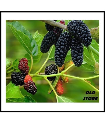 OLD STORE SAHTOOT BERRY FRUIT 100 SEEDS WITH FREE COCOPEAT COMBO PACK FOR GARDENING PURPOSE WITH USER MANUAL